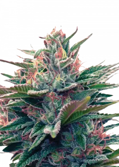 Blue Diesel Autoflower by Sonoma Seeds, Autoflower cannabis strain