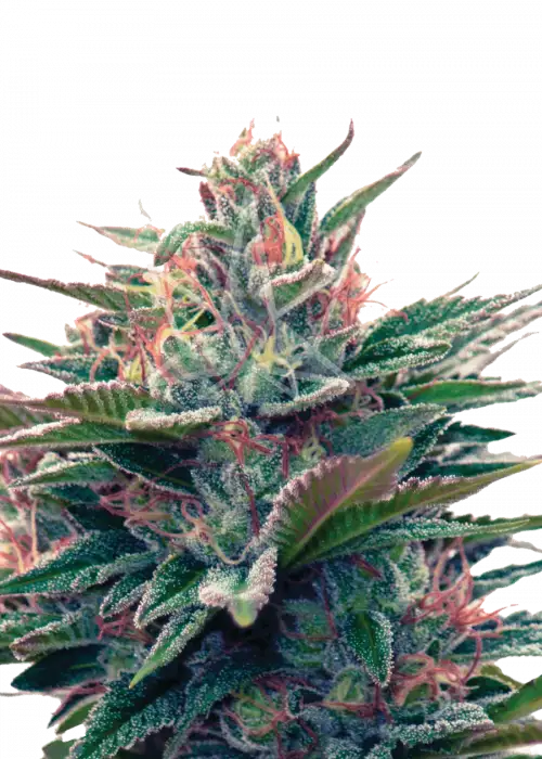 Blue Diesel Autoflower by Sonoma Seeds, Autoflower cannabis strain