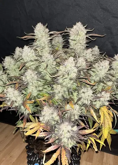 Blue Dream Auto by STRNG Seeds, Autoflower cannabis strain