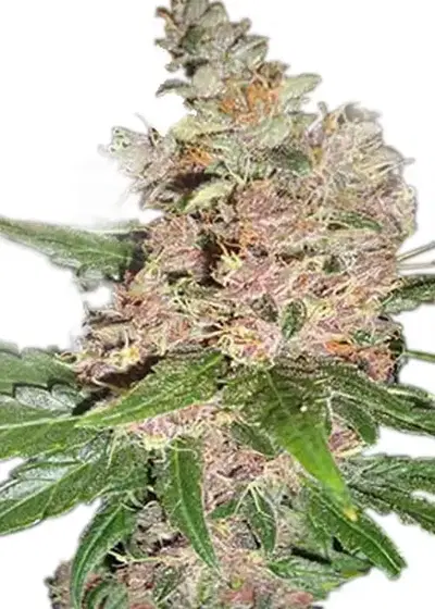 Blue Dream Autoflower cannabis strain