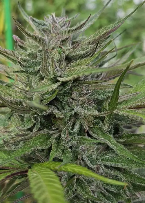 Blue Dream Bx by Equilibrium Genetics, Photoperiod cannabis strain