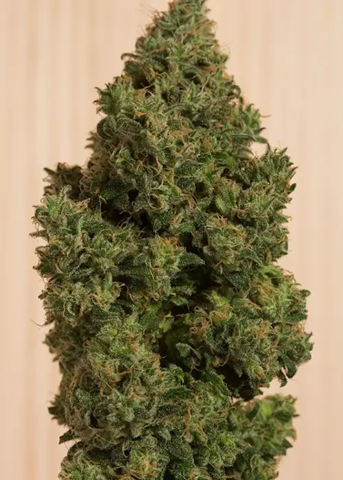 Blue Dream CBD by Humboldt Seed Organization, Photoperiod cannabis strain