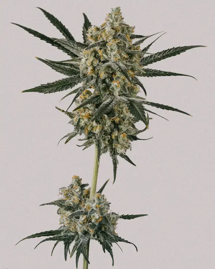 Blue Dream by ILGM, Photoperiod cannabis strain