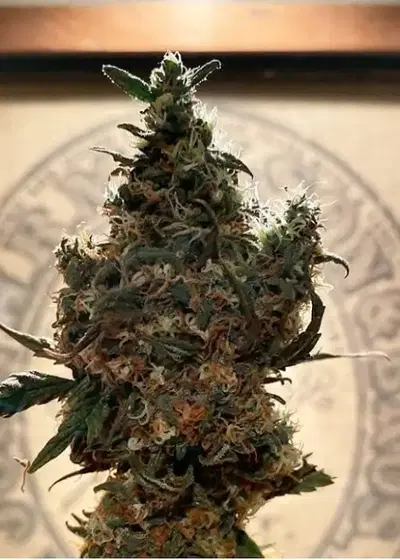Blue Dream Feminized by Sunwest Genetics, Photoperiod cannabis strain