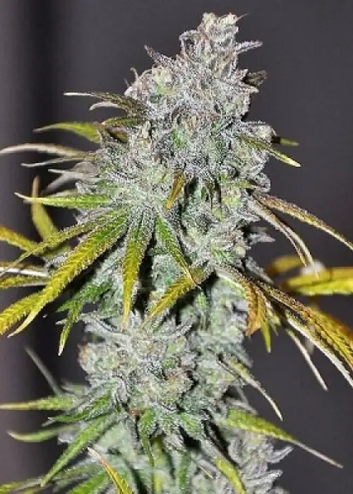 Blue Dream Haze by The Cali Connection, Photoperiod cannabis strain
