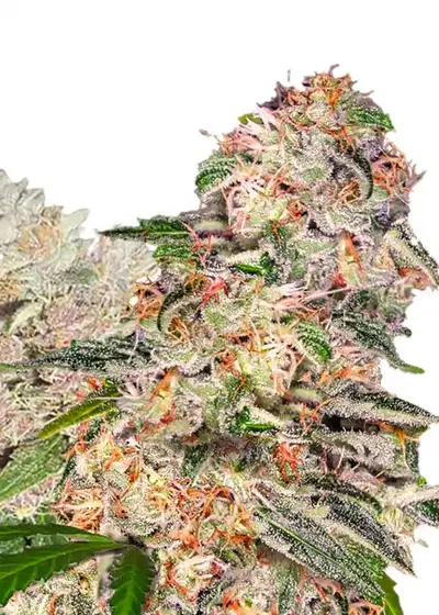 Blue Dream Xtrm by Amsterdam Marijuana Seeds AMS, Photoperiod cannabis strain