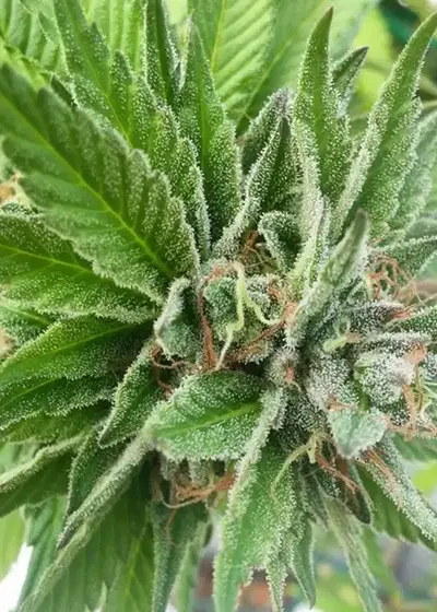 Blue Dynamic by Gage Green, Photoperiod cannabis strain