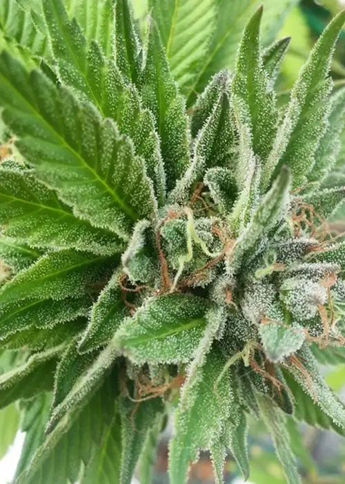 Blue Dynamic by Gage Green, Photoperiod cannabis strain