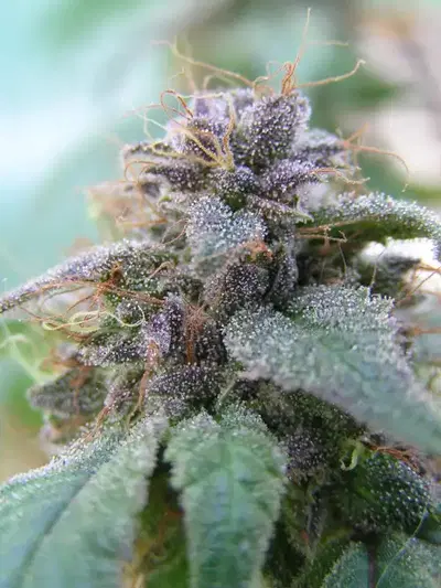 Blue Elite Indica by Elite Seeds, Photoperiod cannabis strain