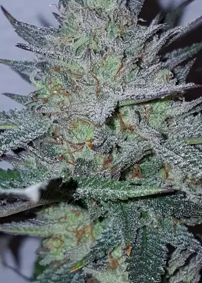 Blue Fire by Lineage Genetics, Photoperiod cannabis strain