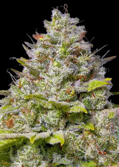 Blue Gelato 41 by Barney's Farm, Photoperiod cannabis strain