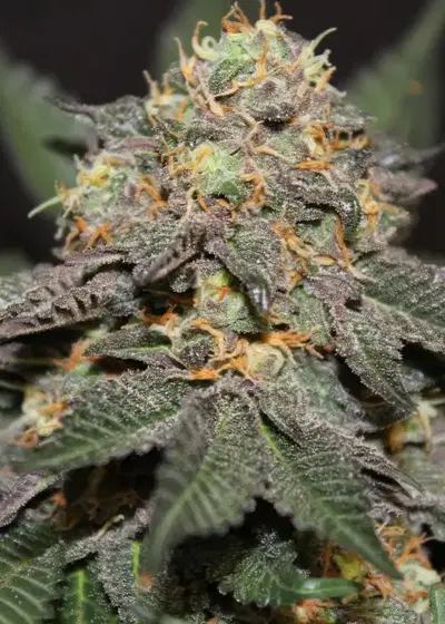 Blue God by Jordan Of The Islands, Photoperiod cannabis strain