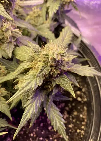 Blue Haze Auto by New420Guy Seeds, Autoflower cannabis strain