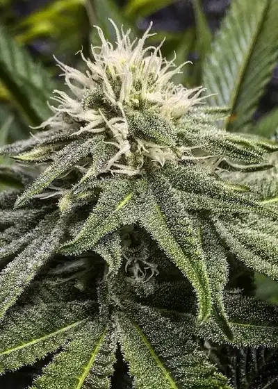 Blue Heron V2 by Dynasty Seeds, Photoperiod cannabis strain