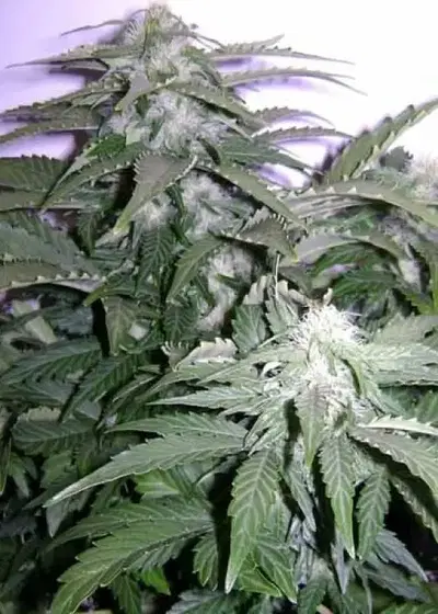 Blue Himalaya by Short Stuff, Autoflower cannabis strain