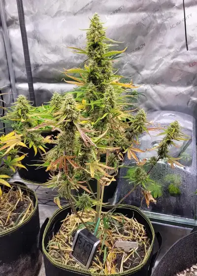 Blue Hindu by Mosca Seeds, Autoflower cannabis strain