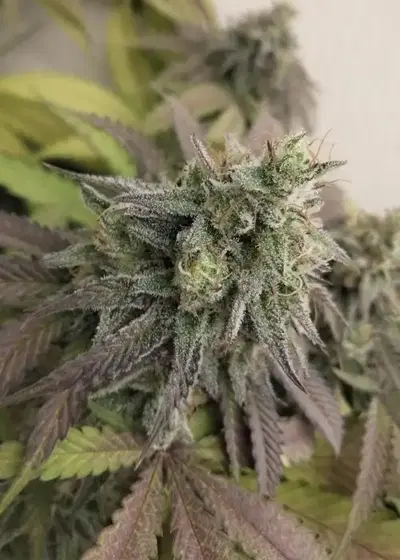 Blue Javaz by The Grateful Seeds, Photoperiod cannabis strain