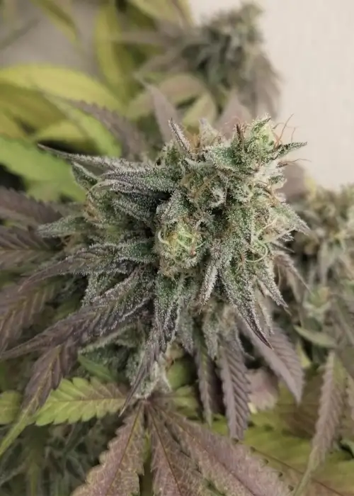 Blue Javaz by The Grateful Seeds, Photoperiod cannabis strain