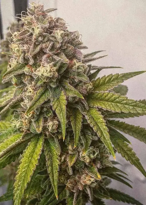 Blue Kachina by Conscious Genetics, Photoperiod cannabis strain