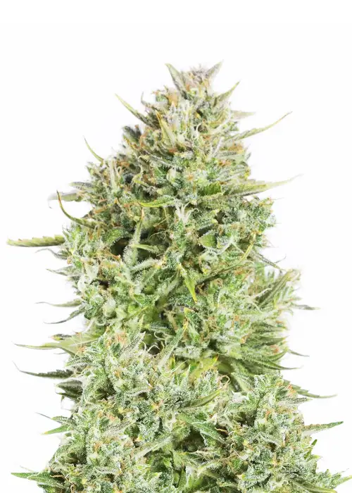 Blue Kush Auto by Dutch Genetics, Autoflower cannabis strain