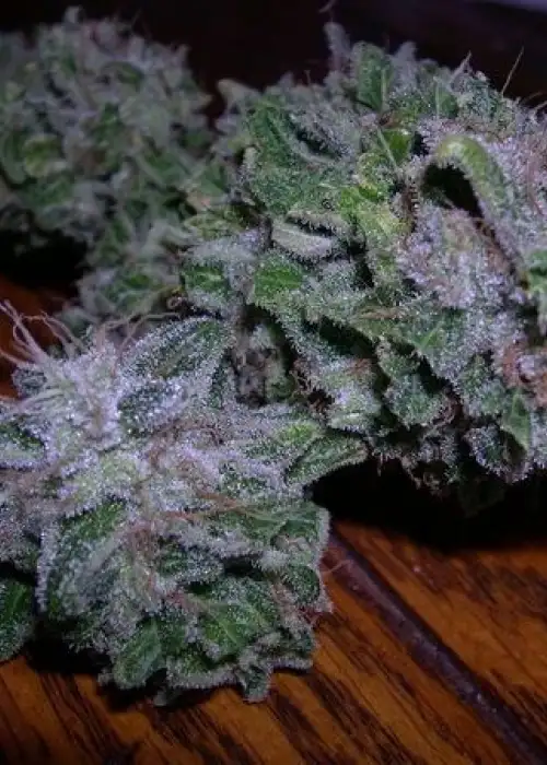 Blue Kush by B.O.G. Seeds, Photoperiod cannabis strain
