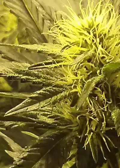 Blue Lights by Jordan Of The Islands, Photoperiod cannabis strain