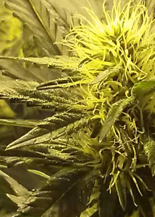 Blue Lights by Jordan Of The Islands, Photoperiod cannabis strain