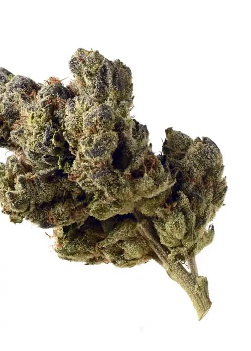 Blue Magic by Wizard Trees, Photoperiod cannabis strain