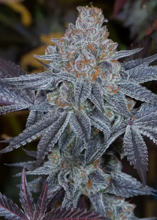 Blue Magoo Cookies by Dynasty Seeds, Photoperiod cannabis strain