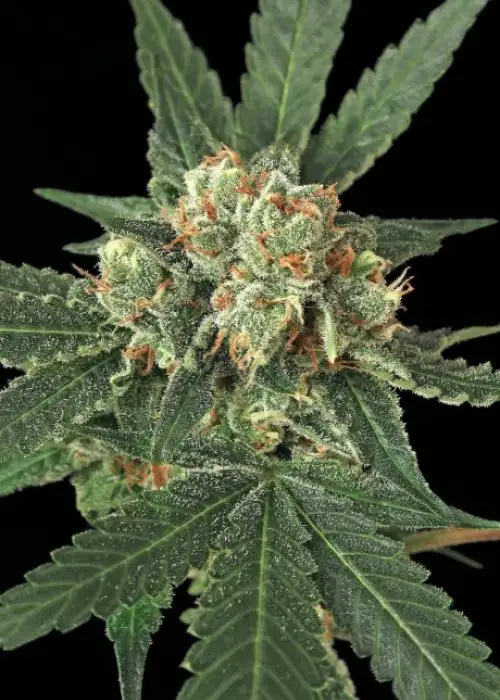 Blue Monkey by Exotic Seed, Photoperiod cannabis strain