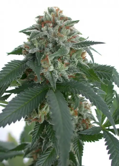 Blue Moon Rocks by B.O.G. Seeds, Photoperiod cannabis strain