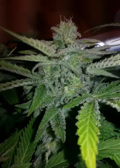 Blue Moonshine by DJ Short, Photoperiod cannabis strain