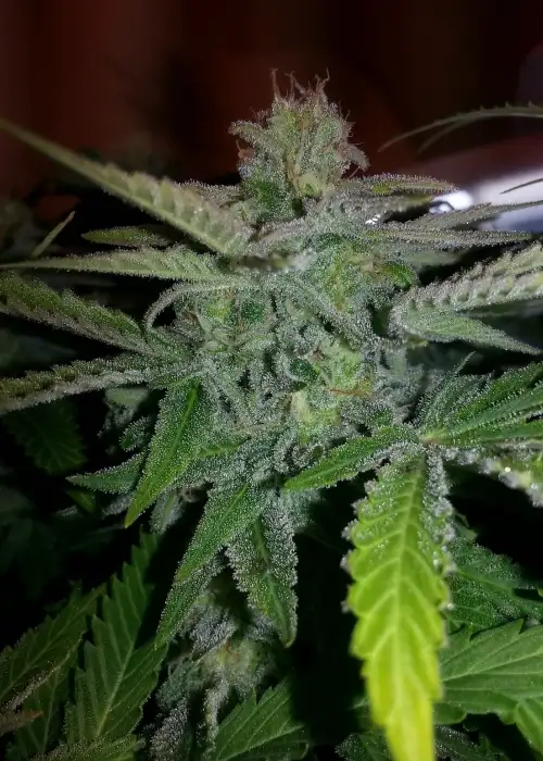 Blue Moonshine by DJ Short, Photoperiod cannabis strain