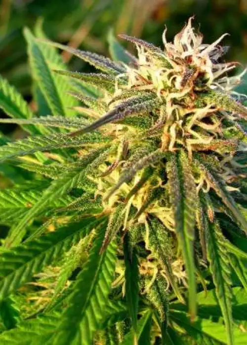 Blue Mystic Auto by Nirvana, Autoflower cannabis strain