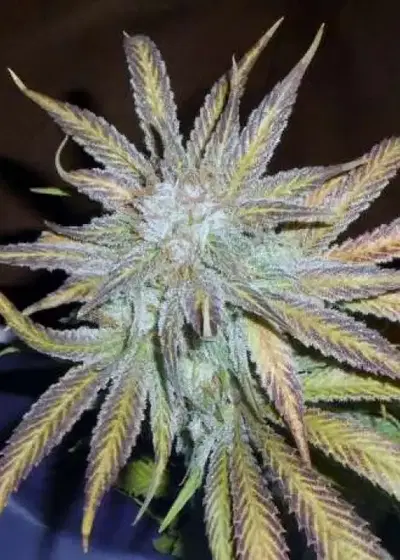 Blue Mystic by Nirvana, Photoperiod cannabis strain