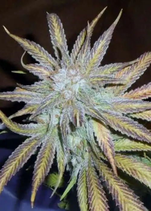 Blue Mystic by Nirvana, Photoperiod cannabis strain