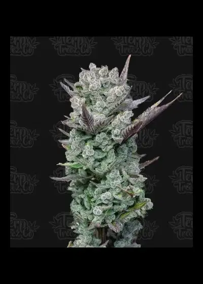 Blue Nerdz by Global Genetics La cannabis strain
