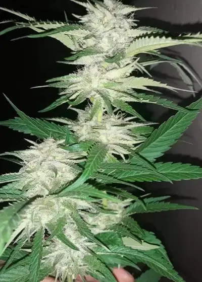 Blue Nitro Haze by Sumo Seeds, Photoperiod cannabis strain
