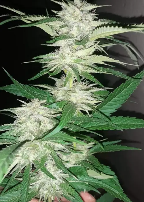 Blue Nitro Haze by Sumo Seeds, Photoperiod cannabis strain