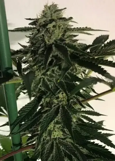 Blue OG Sherbet by The Plug Seedbank, Photoperiod cannabis strain