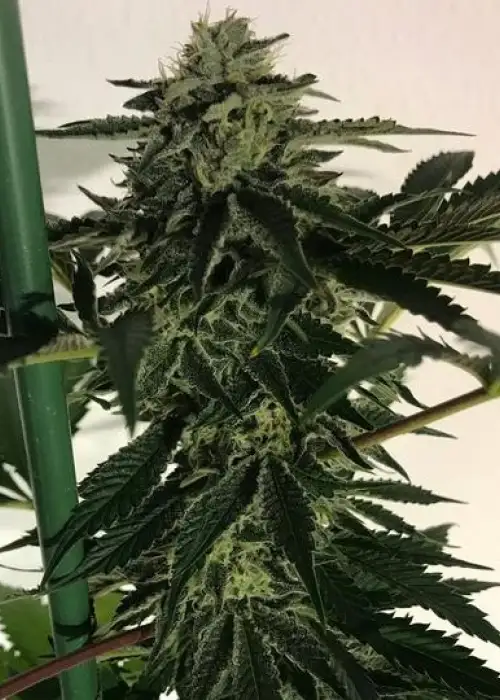 Blue OG Sherbet by The Plug Seedbank, Photoperiod cannabis strain