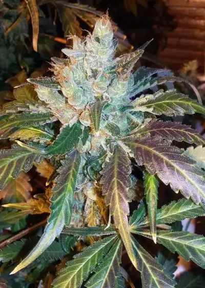 Blue OG cannabis strain