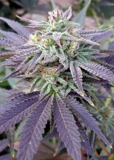 Blue OX by Rare Dankness, Photoperiod cannabis strain