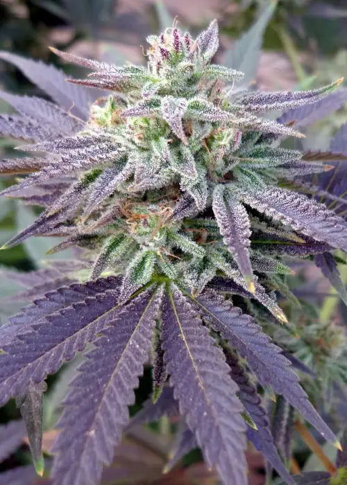 Blue OX by Rare Dankness, Photoperiod cannabis strain