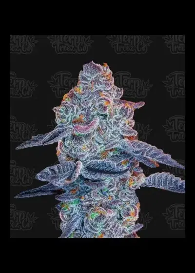 Blue Pancakes S1 by Terp Treez Co., Photoperiod cannabis strain