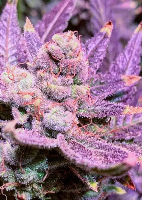 Blue Raspberry Truffle by Irie Genetics, Photoperiod cannabis strain