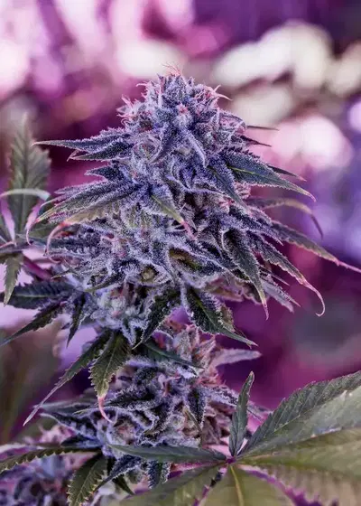 Blue Rhino by Positronics Seeds, Photoperiod cannabis strain