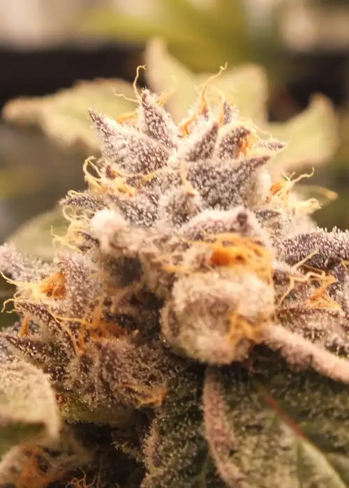 Blue Sherbalato by Pheno Finder Seeds, Photoperiod cannabis strain