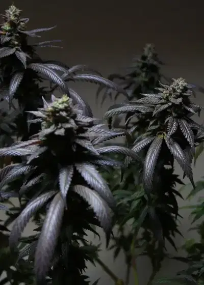 Blue Sherbet S1 by The Plug Seedbank, Photoperiod cannabis strain