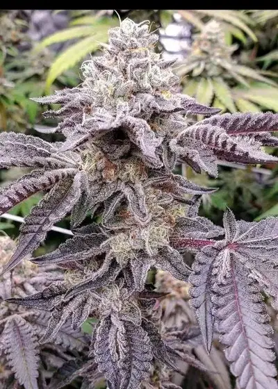 Blue Slushie by Raw Genetics, Photoperiod cannabis strain